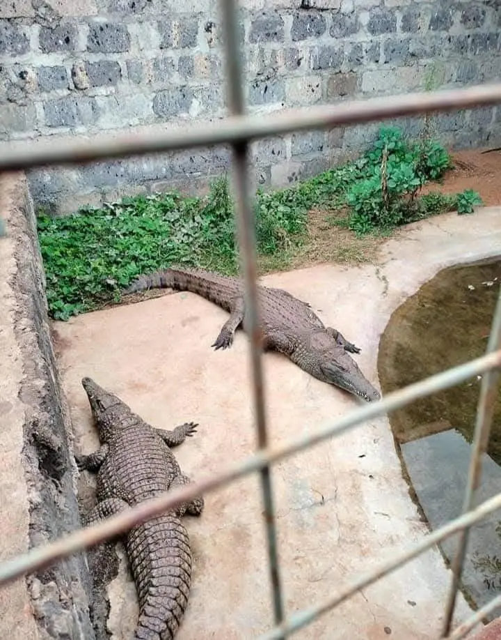 Crocodiles viewed safely through the enclosure fence at Vipe Fun Park