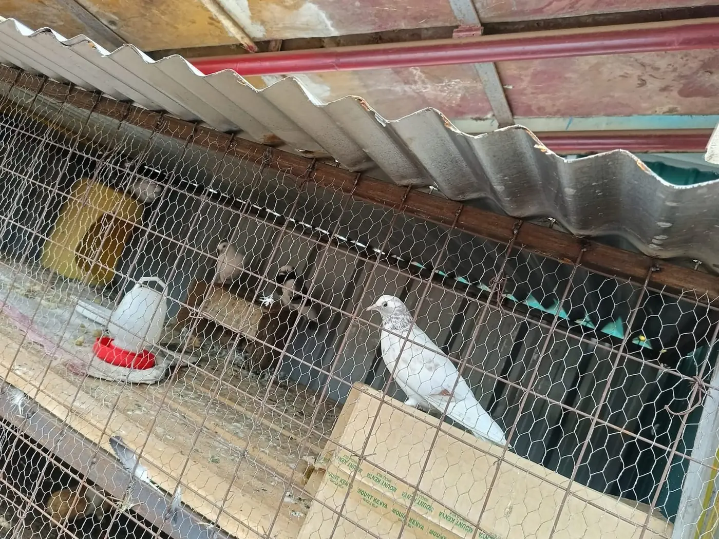 White and grey doves perched inside their aviary at Vipe Fun Park