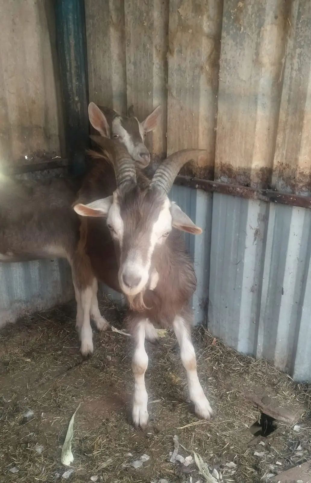 Two goats standing together in their shelter at Vipe Fun Park