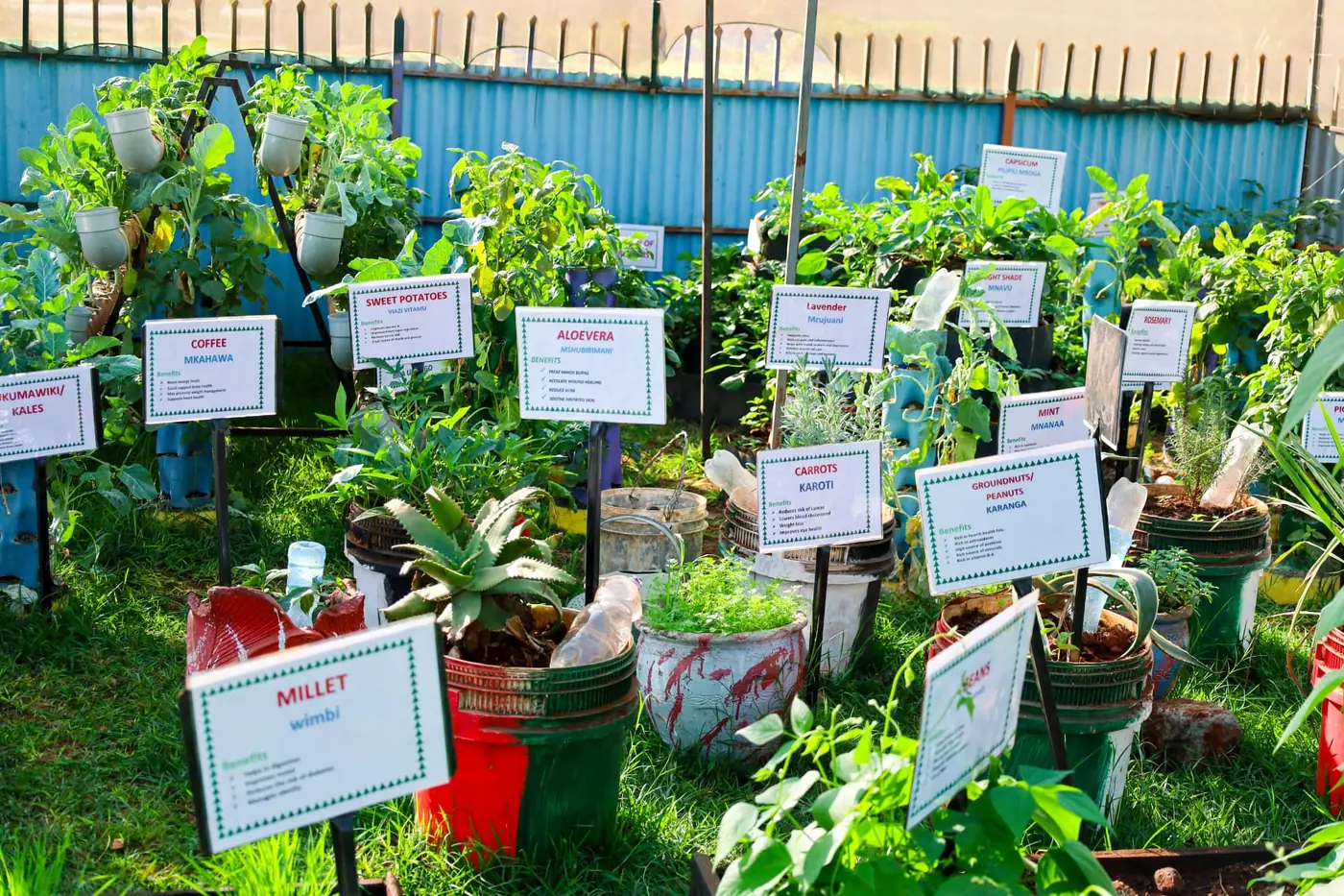 Labelled coffee, sweet potato, aloe vera, carrots and herbs growing in the CBE Garden