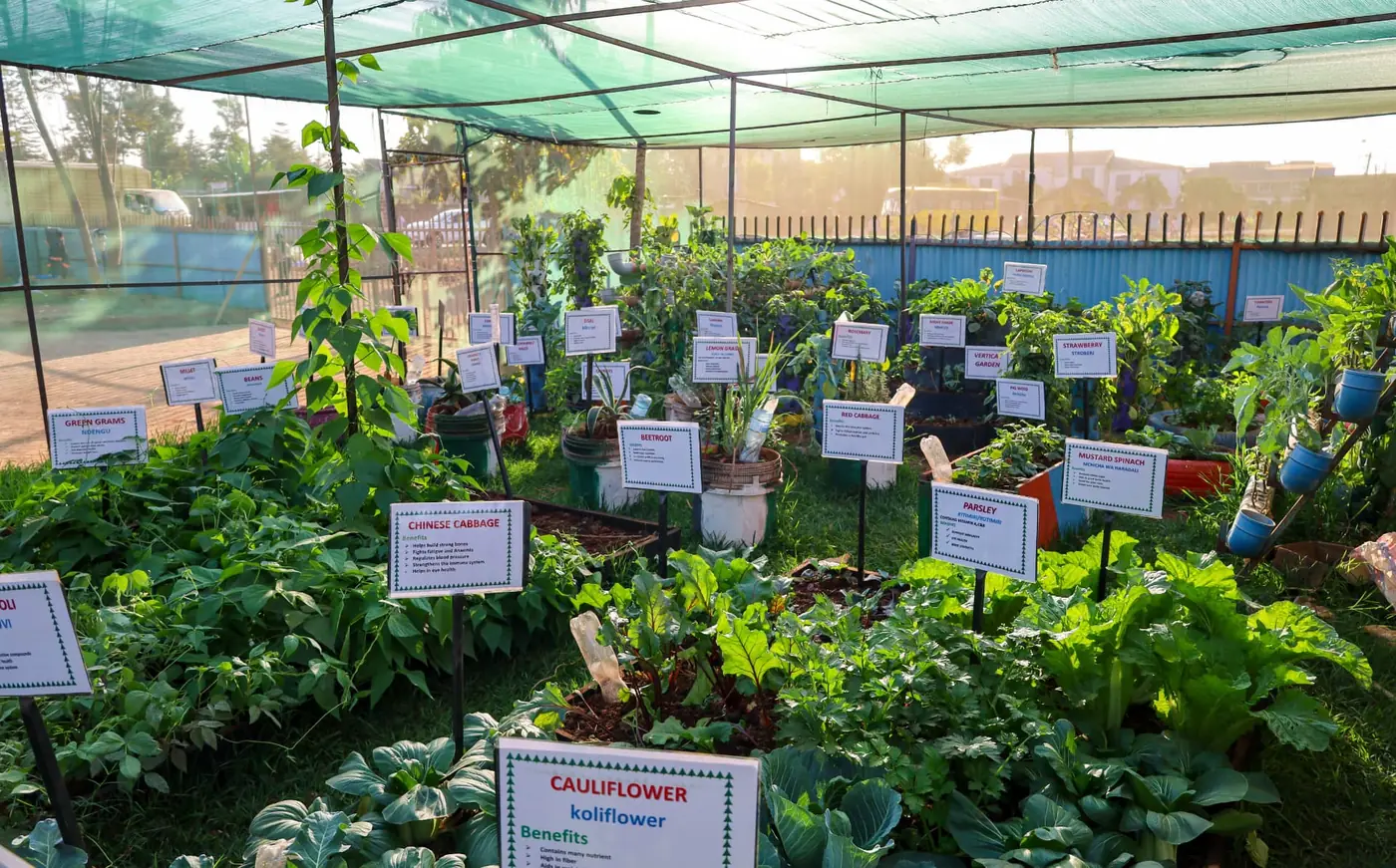 A wide view of the shaded CBE learning garden and its labelled crops