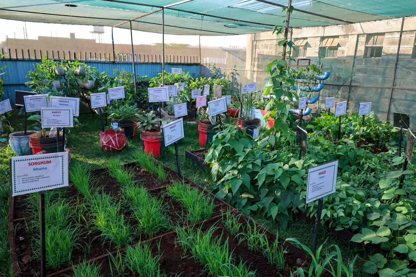 Rows of onions, beans and other labelled crops in the CBE Garden