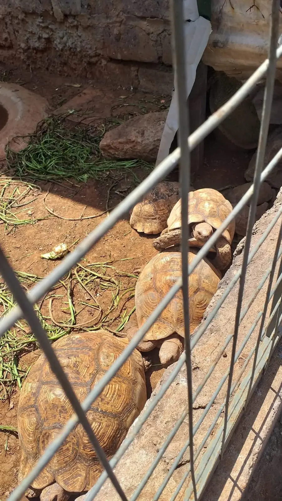 Several tortoises resting together with fresh greens in their enclosure at Vipe Fun Park